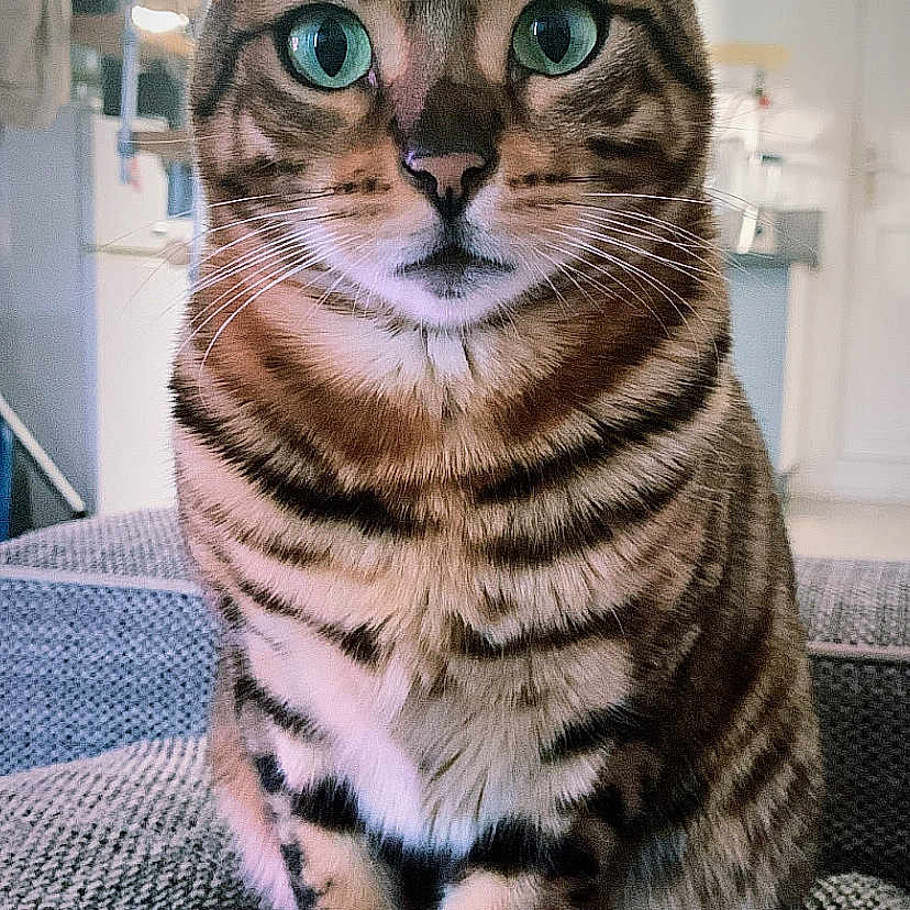 Chanel a rejoint le concours — aidez-le/la à gagner de superbes lots ! abyssinian, animal, architecture, armchair, building, cat, chair, couch, cushion, egyptiancat, furniture, hardwood, homedecor, indoors, kitten, livingroom, manx, pet, room, wood