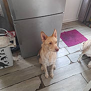 Ulyse participe au concours pour gagner de l'argent avec cette photo : accessories, animal, appliance, canine, device, dog, electricaldevice, furniture, hardwood, homedecor, husky, indoors, interiordesign, pet, plywood, puppy, refrigerator, rug, strap, wood