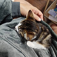 Adese a rejoint le concours — aidez-le/la à gagner de superbes lots ! animal, blanket, cat, comfort, cozy, domestic, footwear, furniture, gray, hand, indoor, kitten, person, pet, relaxation, resting, sandals, shelf, soft, tabby