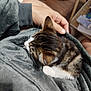 animal, blanket, cat, comfort, cozy, domestic, footwear, furniture, gray, hand, indoor, kitten, person, pet, relaxation, resting, sandals, shelf, soft, tabby
