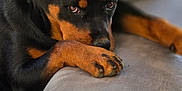 Vickie participe au concours pour gagner de l'argent avec cette photo : animal, black_and_tan, canine, close_up, couch, dog, domestic, ears, expression, fur, indoor, looking, paw, pet, portrait, relaxed, resting, rottweiler, seated, snout