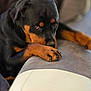 Vickie participe au concours pour gagner de l'argent avec cette photo : rottweiler, dog, pet, animal, resting, couch, indoor, close_up, black_and_tan, paw, fur, canine, domestic, portrait, looking, expression, relaxed, seated, snout, ears