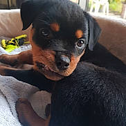 Vickie a rejoint le concours — aidez-le/la à gagner de superbes lots ! puppy, rottweiler, dog, pet, close_up, black_fur, brown_fur, blanket, indoor, curious, cute, lying_down, cozy, young_dog, animal, fur, face, teeth, window, daylight