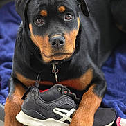 Vickie participe au concours pour gagner de l'argent avec cette photo : animal, bed, black, blanket, brown, chewed, closeup, collar, cute, dog, expression, fur, indoor, paws, pet, portrait, puppy, rottweiler, shoe, sneaker