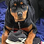 rottweiler, puppy, dog, black, brown, shoe, sneaker, chewed, paws, blanket, bed, pet, portrait, closeup, animal, cute, indoor, collar, fur, expression