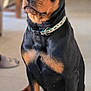 rottweiler, dog, pet, indoor, collar, black, brown, canine, sitting, animal, portrait, fur, ears, face, paw, looking, cute, companion, friendly, alert