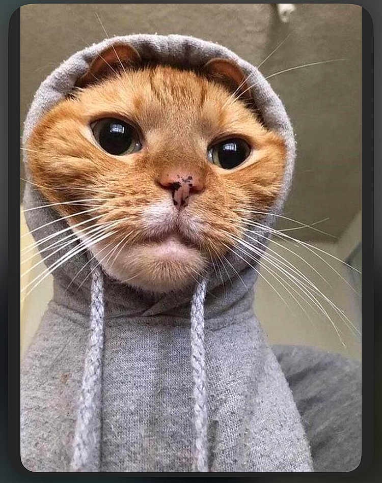 King is registered to the contest to win money with this photo: cat, orange_cat, hoodie, clothing, pet, animal, cute, whiskers, face, portrait, indoor, feline, fur, eyes, fashion, cozy, closeup, domestic_animal, wearing_clothes, funny