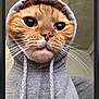 King joined the competition — help win amazing prizes! cat, orange_cat, hoodie, clothing, pet, whiskers, close_up, face, cute, indoor, feline, portrait, fur, animal, cozy, eyes, nose, headwear, domestic_animal, mammal