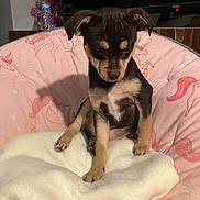 Brown Brown is registered to the contest to win money with this photo: animal, blanket, christmas_tree, cozy, cute, decorations, dog, home, indoor, pet, pink_cushion, puppy, sitting, small_dog, soft, television, unicorn_pattern, water_bottle, wooden_furniture, young_dog