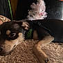 Brownie joined the competition — help win amazing prizes! background, black_and_tan, blanket, canine, christmas_tree, closeup, collar, cozy, decor, dog, fur, holiday, indoor, lying_down, paw, pet, relaxed, resting, sleepy, wood_paneling