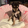 puppy, dog, pet, indoor, blanket, chair, pink, unicorn, cute, fur, small, young, animal, cozy, resting, domestic, fur_pattern, paw, sitting, home