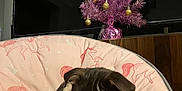 Brownie joined the competition — help win amazing prizes! puppy, dog, pink_chair, unicorn_print, blanket, christmas_tree, ornaments, purple_tree, indoor, pet, resting, cute, cozy, holiday_decor, furniture, wood_panel, soft, sleepy, animal, domestic