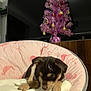 puppy, dog, pink_chair, unicorn_print, blanket, christmas_tree, ornaments, purple_tree, indoor, pet, resting, cute, cozy, holiday_decor, furniture, wood_panel, soft, sleepy, animal, domestic