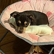 Brownie joined the competition — help win amazing prizes! puppy, dog, pet, chair, blanket, pink, unicorn_pattern, indoor, wooden_floor, resting, cute, small_dog, cozy, furniture, sleepy, soft, animal, domestic, young, relaxed
