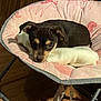 puppy, dog, pet, chair, blanket, pink, unicorn_pattern, indoor, wooden_floor, resting, cute, small_dog, cozy, furniture, sleepy, soft, animal, domestic, young, relaxed