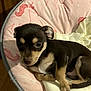 puppy, dog, pet, cute, sleeping, cushion, pink, unicorn, bedroom, indoor, animal, fur, small, resting, young, adorable, cozy, comfort, brown, black