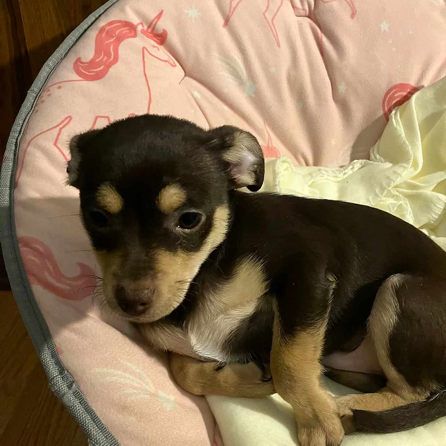 Brownie joined the competition — help win amazing prizes! adorable, animal, bedroom, black, brown, comfort, cozy, cushion, cute, dog, fur, indoor, pet, pink, puppy, resting, sleeping, small, unicorn, young
