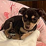 puppy, dog, blanket, pink, unicorn, cute, animal, pet, indoors, fur, small, cozy, resting, young, brown, black, ears, face, comfort, soft