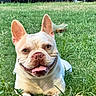 dog, french_bulldog, grass, outdoor, pet, animal, happy, smiling, tongue_out, ears_up, nature, greenery, canine, cute, playful, summer, sunlight, mammal, lying_down, closeup