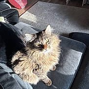 Sosa joined the competition — help win amazing prizes! cat, fluffy, couch, sunlight, indoor, living_room, rug, pet_toy, striped, wood_floor, furniture, cozy, relaxed, domestic_cat, fur, animal, home_interior, seat, resting, daylight
