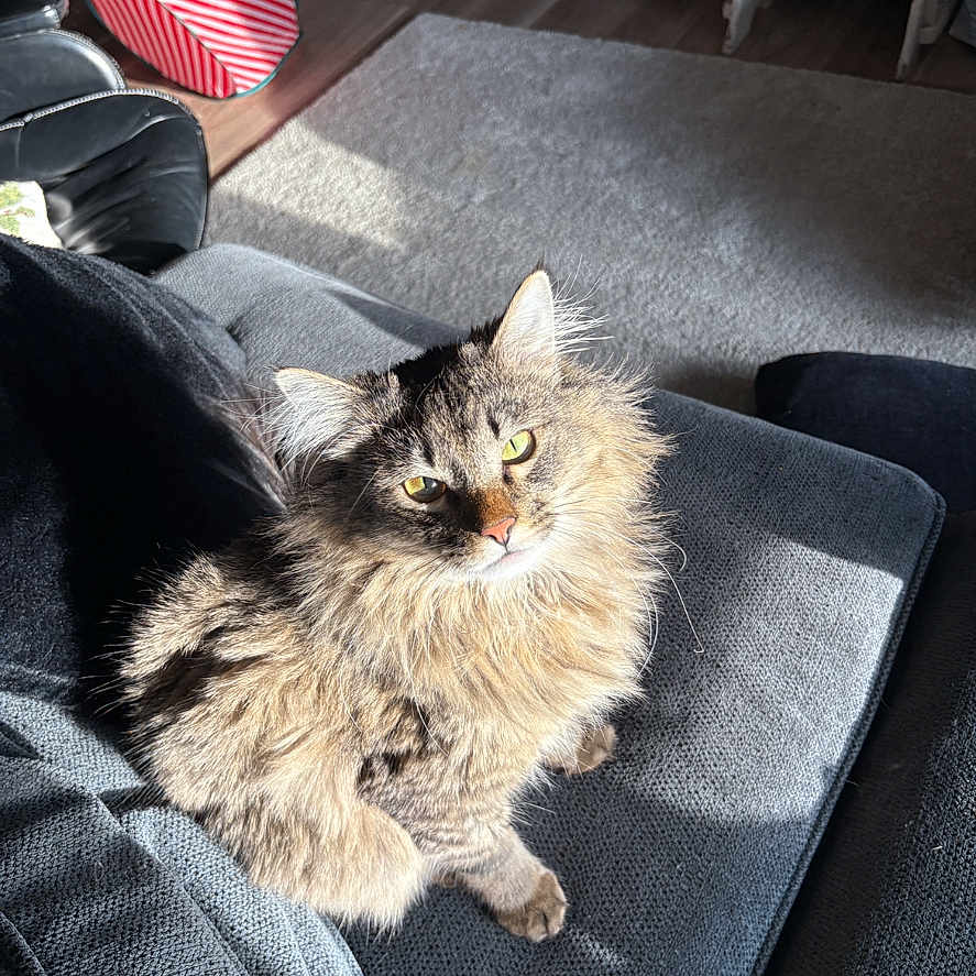 Sosa joined the competition — help win amazing prizes! cat, fluffy, couch, sunlight, indoor, living_room, rug, pet_toy, striped, wood_floor, furniture, cozy, relaxed, domestic_cat, fur, animal, home_interior, seat, resting, daylight