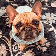 Ollie joined the competition — help win amazing prizes! dog, french_bulldog, pet, animal, sweater, knitwear, ears, face, eyes, floor, rug, pattern, tile, indoor, cute, portrait, looking_up, brown, cozy, wrinkles