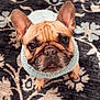 dog, french_bulldog, pet, animal, sweater, knitwear, ears, face, eyes, floor, rug, pattern, tile, indoor, cute, portrait, looking_up, brown, cozy, wrinkles
