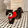 cat, black_and_white_cat, red_sweater, fluffy_cat, wide_eyes, bathroom, toilet, tiled_floor, black_and_white_tiles, wooden_shutter, pet, indoor, floor, fur, cute, animal, domestic_cat, knitted_clothing, surprised_expression, household