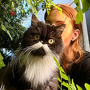 Fluffy is registered to the contest to win money with this photo: cat, person, red_hair, yellow_eyes, fluffy_fur, black_and_white, green_leaves, outdoor, wooden_surface, plant, nature, close_up, whiskers, pet, portrait, feline, sunlight, face, paw, ear