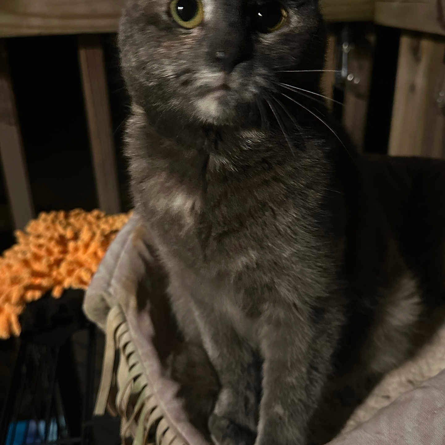Chonk is registered to the contest to win money with this photo: abyssinian, animal, armchair, basket, blackcat, blanket, brasssection, cat, chair, couch, cushion, furniture, homedecor, horn, kitten, manx, musicalinstrument, pet, siamese, wood
