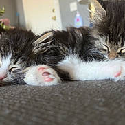 Max And Ruby joined the competition — help win amazing prizes! kittens, cats, sleeping, fluffy, tabby, black_and_white, longhaired, paw, pink_paw_pads, couch, indoors, cozy, pet, animal, nap, pile, whiskers, ears, home, cute