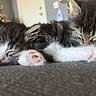 kittens, cats, sleeping, fluffy, tabby, black_and_white, longhaired, paw, pink_paw_pads, couch, indoors, cozy, pet, animal, nap, pile, whiskers, ears, home, cute