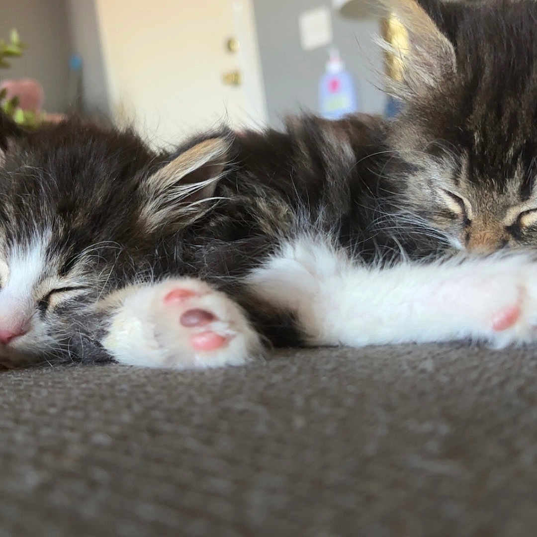 Max And Ruby joined the competition — help win amazing prizes! kittens, cats, sleeping, fluffy, tabby, black_and_white, longhaired, paw, pink_paw_pads, couch, indoors, cozy, pet, animal, nap, pile, whiskers, ears, home, cute