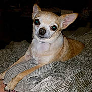 Corky is registered to the contest to win money with this photo: animal, blanket, chihuahua, companion, cozy, cute, dog, ears, eyes, flash, fur, indoor, knitted, paw, pet, portrait, resting, small_dog, tan, white