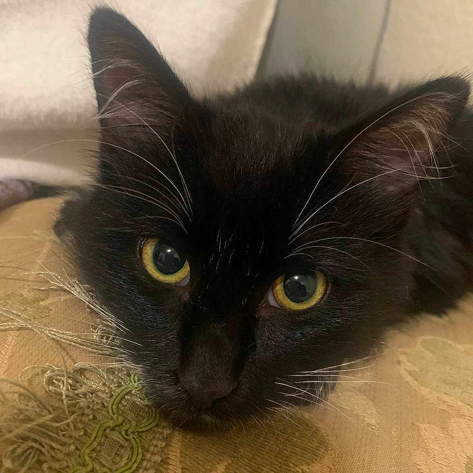 Hunter is registered to the contest to win money with this photo: black_cat, close_up, yellow_eyes, whiskers, lying_down, fabric, texture, curious, pet, animal, indoor, feline, soft_light, portrait, fur, face, resting, cute, domestic_cat, cozy