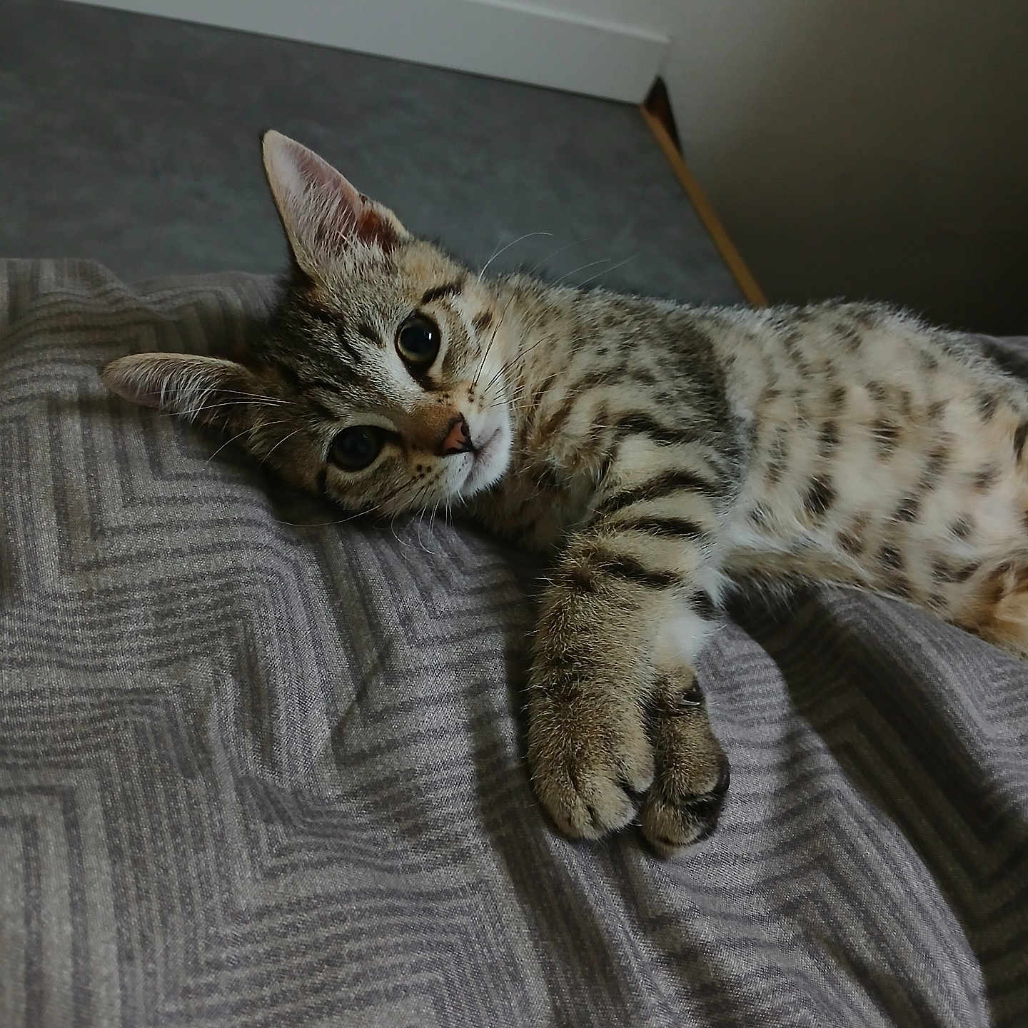 Mistinguett a rejoint le concours — aidez-le/la à gagner de superbes lots ! animal, bed, blanket, cat, cozy, curious, cute, domestic_cat, fur, gray, indoor, kitten, lying_down, pet, resting, soft, striped, tabby, whiskers, young