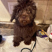 Moose Lee Segura is registered to the contest to win money with this photo: puppy, dog, brown_fur, curly_fur, towel, kitchen, countertop, electrical_outlet, household_items, pet, cute, small_dog, indoor, curious, fur, animal, sitting, looking_at_camera, domestic, companion