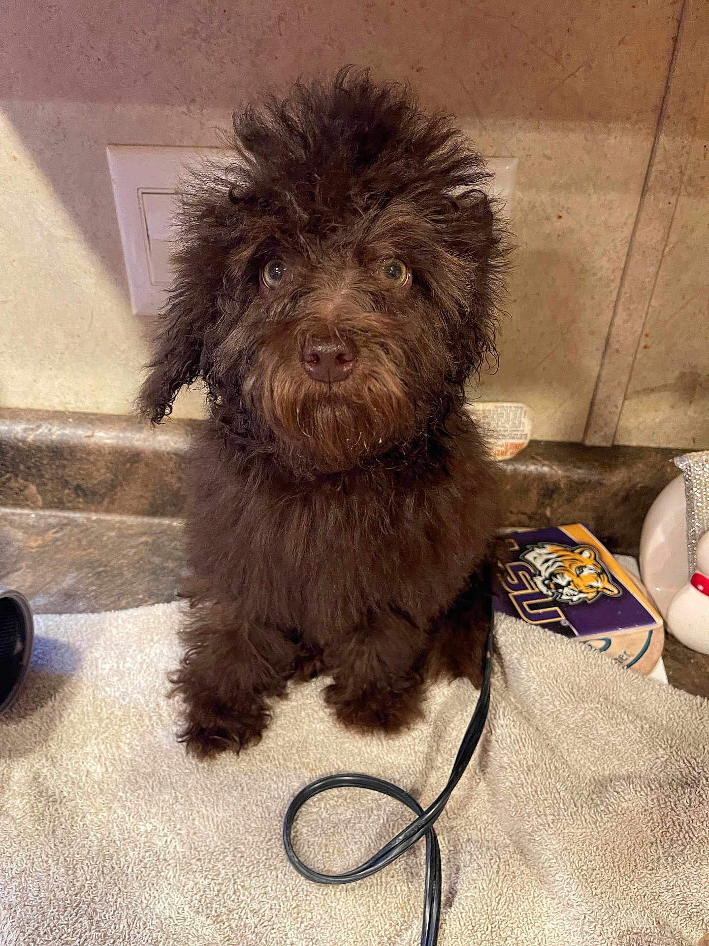 Moose Lee Segura is registered to the contest to win money with this photo: puppy, dog, brown_fur, curly_fur, towel, kitchen, countertop, electrical_outlet, household_items, pet, cute, small_dog, indoor, curious, fur, animal, sitting, looking_at_camera, domestic, companion