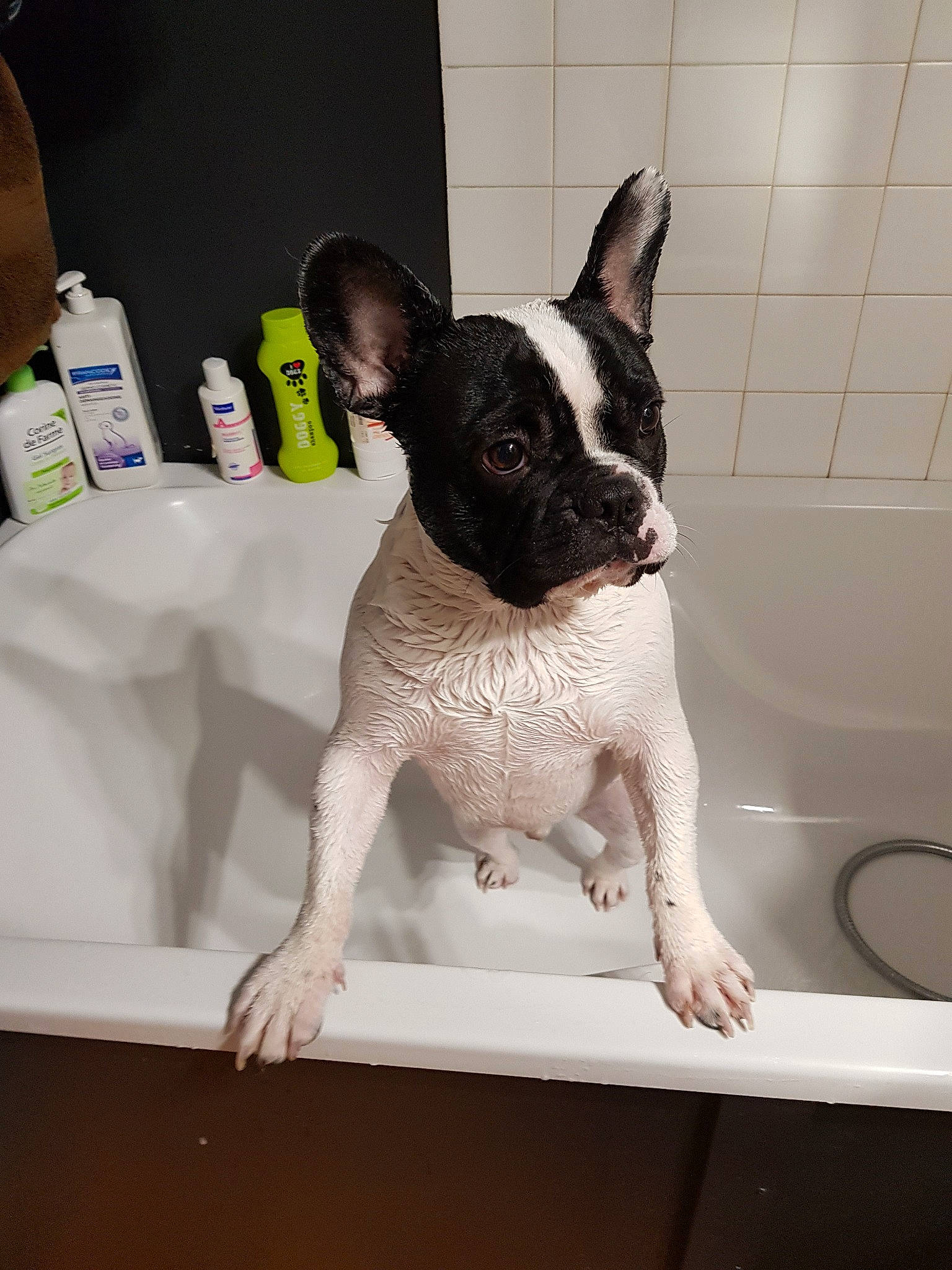 Nioky participe au concours pour gagner de l'argent avec cette photo : boston_terrier, canidae, carnivore, companion_dog, dog, dog_breed, fawn, french_bulldog, mammal, non_sporting_group, puppy, snout, sporting_group, vertebrate, whiskers