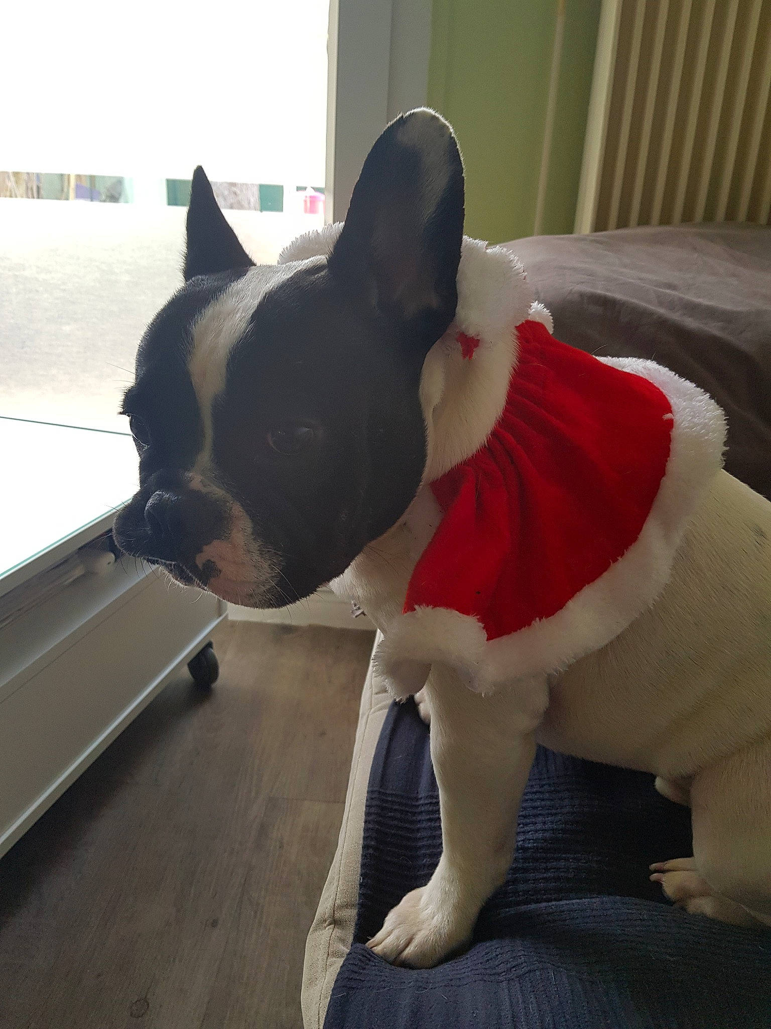 Nioky a rejoint le concours — aidez-le/la à gagner de superbes lots ! boston_terrier, bulldog, canidae, carnivore, companion_dog, dog, dog_breed, dog_clothes, ear, fawn, french_bulldog, mammal, molosser, neck, non_sporting_group, snout, tail, toy_bulldog, toy_dog, vertebrate