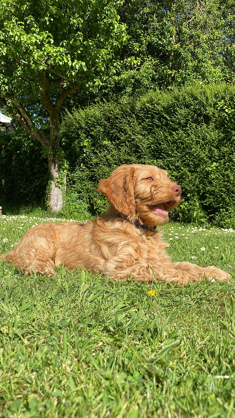 Ben joined the competition — help win amazing prizes! canidae, carnivore, chair, companion_dog, dog, dog_breed, fawn, felidae, grass, liver, plant, retriever, soil, sporting_group, tail, terrestrial_animal, tree, water_dog, wood, working_animal