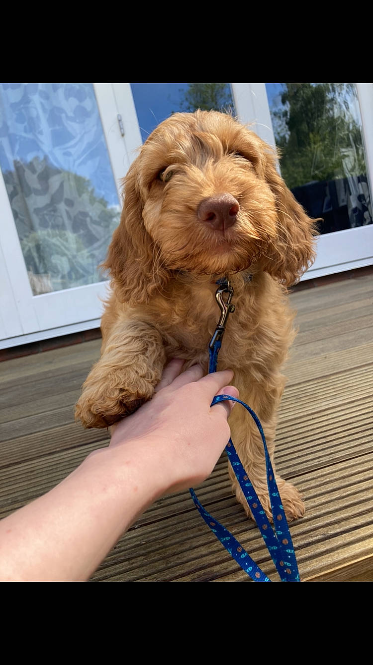 Ben joined the competition — help win amazing prizes! canidae, carnivore, collar, companion_dog, dog, dog_breed, dog_collar, dog_supply, fashion_accessory, fur, hardwood, liver, snout, sporting_group, toy_dog, walking, water_dog, wood, working_animal, wrinkle