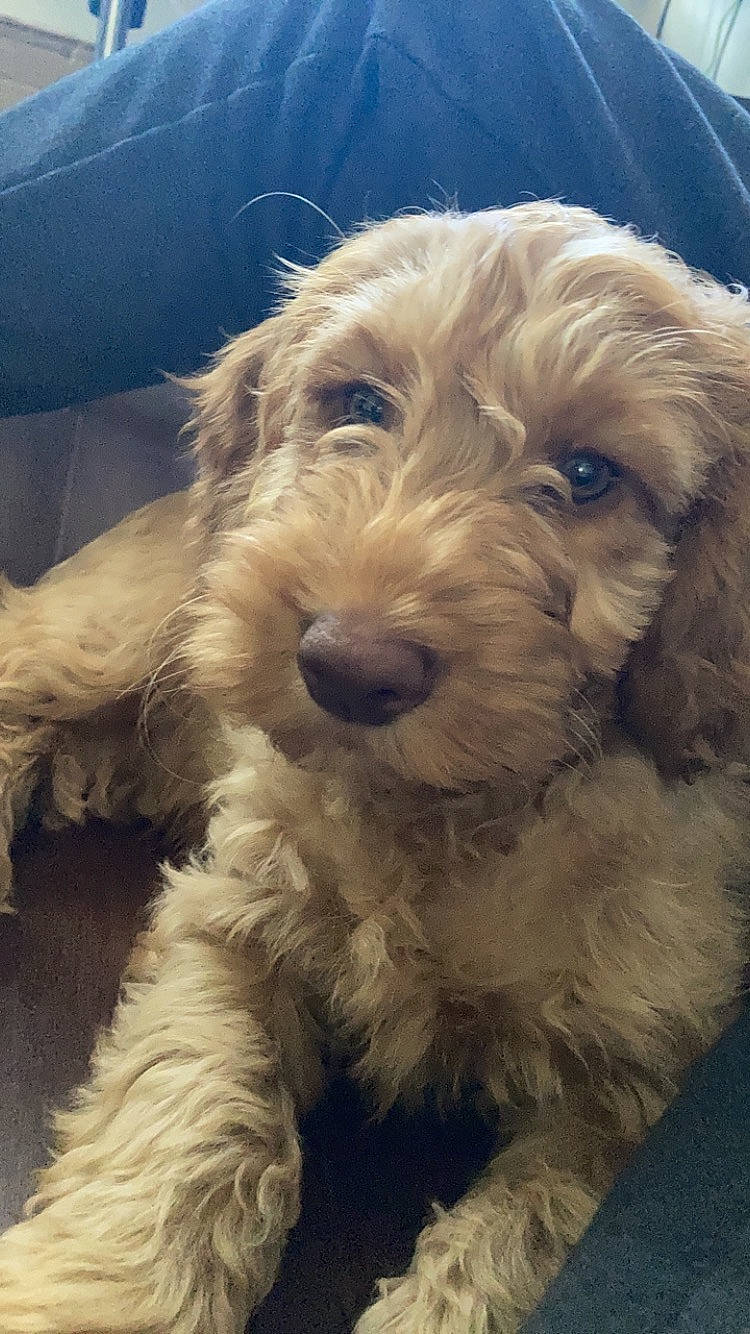 Ben is registered to the contest to win money with this photo: canidae, carnivore, companion_dog, dog, dog_breed, dog_collar, fur, maltepoo, puppy, small_terrier, snout, sporting_group, terrier, toy_dog, water_dog, working_animal