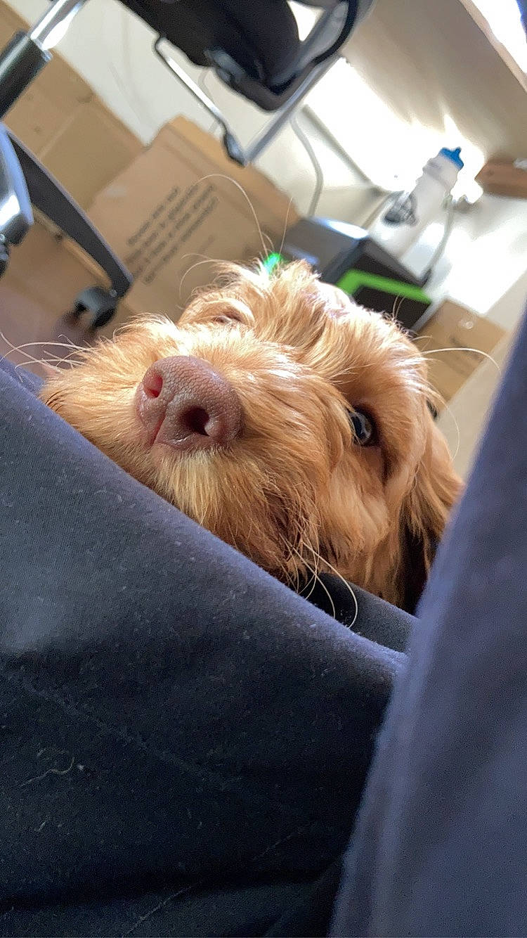 Ben joined the competition — help win amazing prizes! airedale_terrier, canidae, carnivore, chair, comfort, companion_dog, computer_keyboard, dog, dog_breed, fawn, fur, liver, small_terrier, snout, sporting_group, terrier, toy_dog, welsh_terrier, working_animal, working_terrier