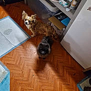 Alcor participe au concours pour gagner de l'argent avec cette photo : dog, small_dog, brown_dog, black_dog, parquet_floor, pet_pad, indoor, shelf, cardboard_box, container, household_items, flooring, wood_floor, pet_accessory, looking_up, curious, two_animals, domestic, room, cluttered