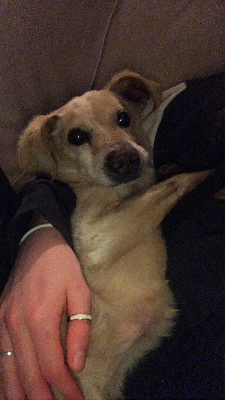 Cookie a rejoint le concours — aidez-le/la à gagner de superbes lots ! carnivore, companion_dog, dog, dog_breed, fawn, flooring, fur, nail, non_sporting_group, paw, puppy, puppy_love, sporting_group, street_dog, terrestrial_animal, thumb, whiskers, working_animal, wrist