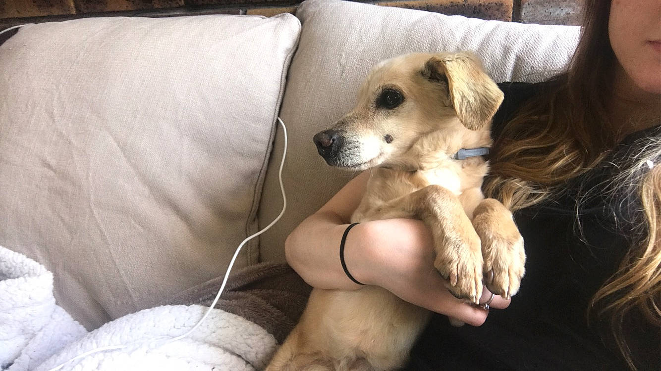 Cookie a rejoint le concours — aidez-le/la à gagner de superbes lots ! canidae, carnivore, clock, comfort, companion_dog, couch, dog, dog_breed, dog_supply, fawn, foot, fur, paw, snout, sporting_group, sunglasses, toy_dog, watch, whiskers, working_animal