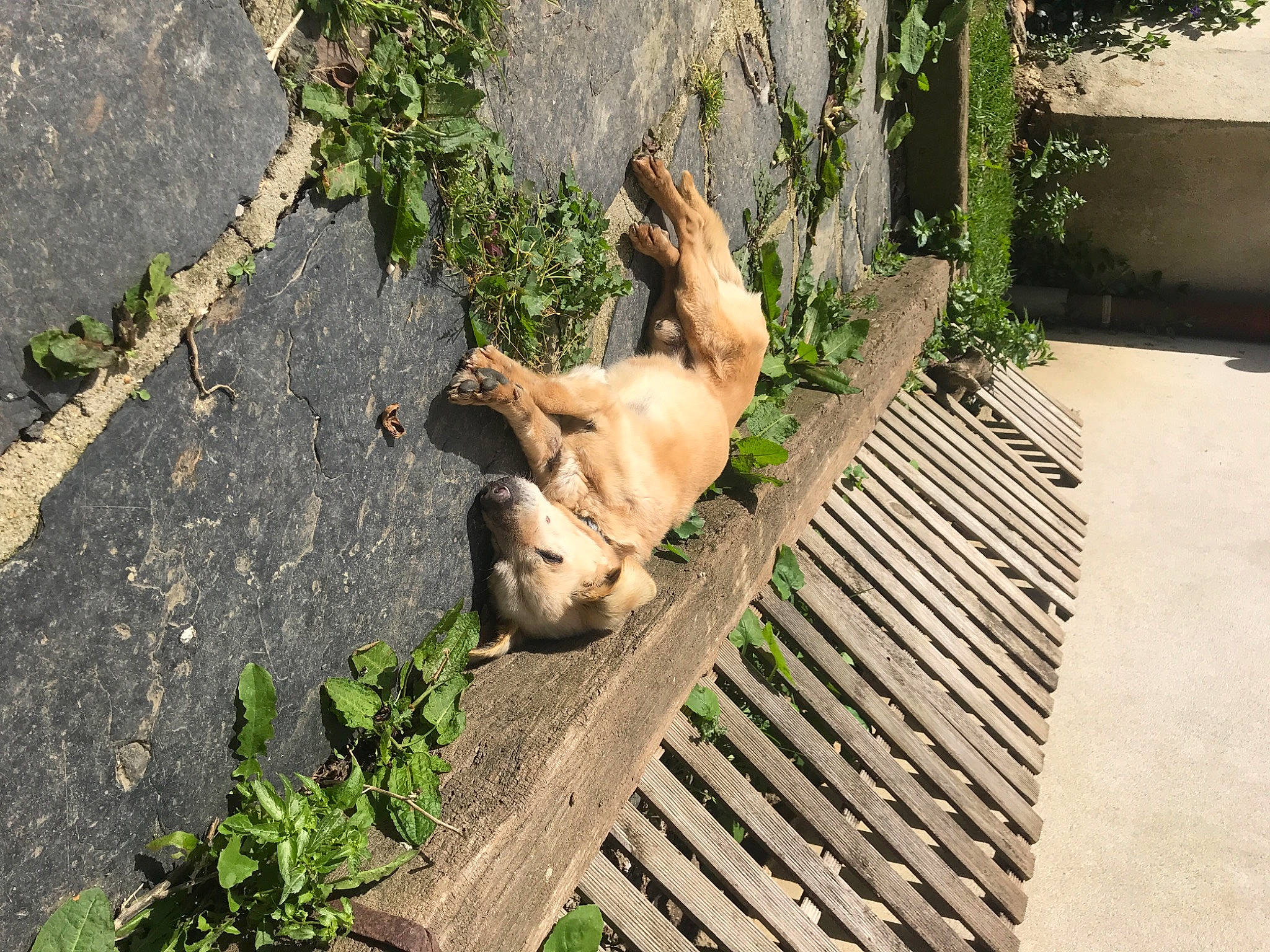 Cookie a rejoint le concours — aidez-le/la à gagner de superbes lots ! canidae, carnivore, companion_dog, dog, dog_breed, fawn, felidae, grass, groundcover, plant, road_surface, shrub, sidewalk, small_to_medium_sized_cats, snout, sporting_group, tail, vertebrate, wood, working_animal