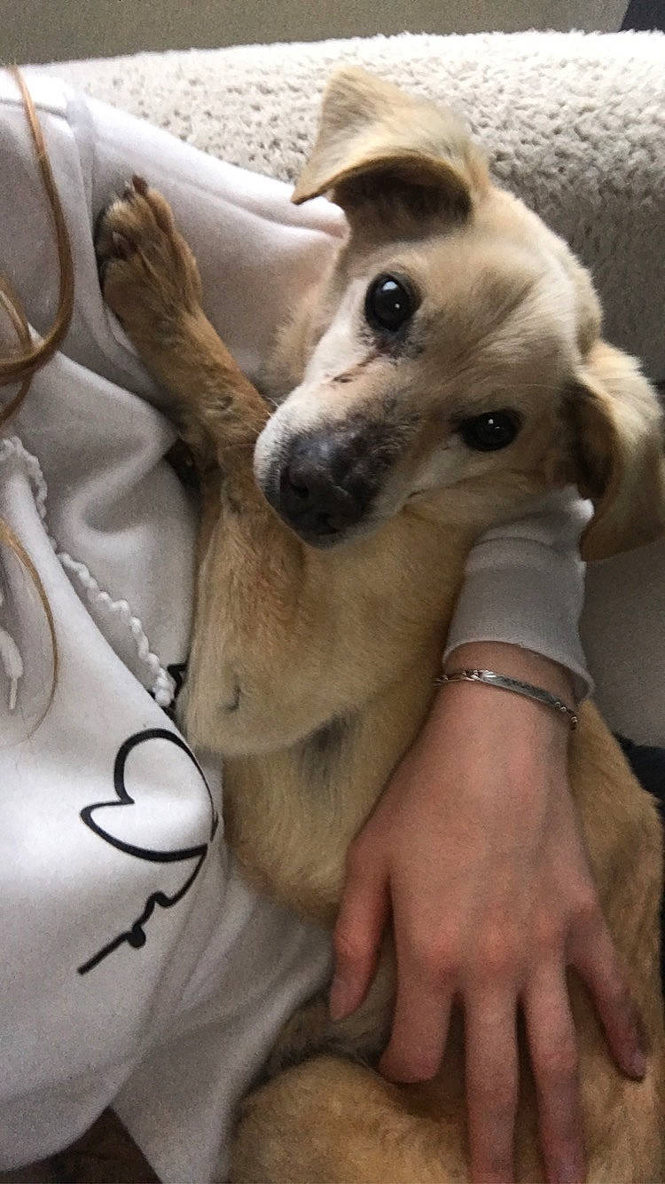 Cookie a rejoint le concours — aidez-le/la à gagner de superbes lots ! canidae, carnivore, collar, comfort, companion_dog, dog, dog_breed, dog_collar, dog_supply, ear, fawn, fur, happy, jaw, pet_supply, selfie, snout, sporting_group, whiskers, working_animal