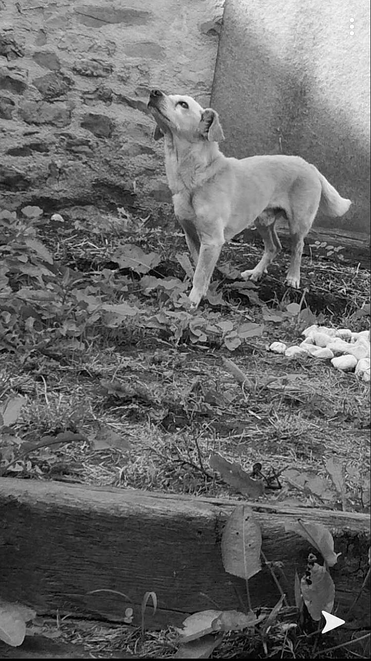 Cookie participe au concours pour gagner de l'argent avec cette photo : ancient_dog_breeds, canidae, carnivore, dog, dog_breed, galgo_espanol, hortaya_borzaya, mammal, mudhol_hound, polish_greyhound, rampur_greyhound, saluki, sighthound, whippet